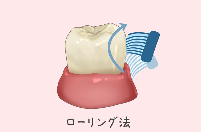 ローリング法の図解（歯ぐきからは先へ回転させて磨く）