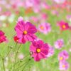 コスモスが咲く草原の写真